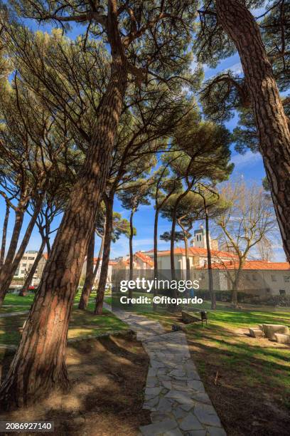 pinares park a pinus pinea park in cantabria - pinetree garden seeds stock pictures, royalty-free photos & images