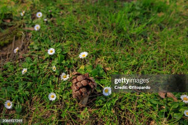 a pine nut from a pinus pinea tree over turf and flowers - pinetree garden seeds stock pictures, royalty-free photos & images