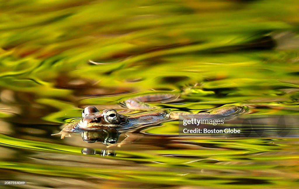 Nature Scenes In Pembroke