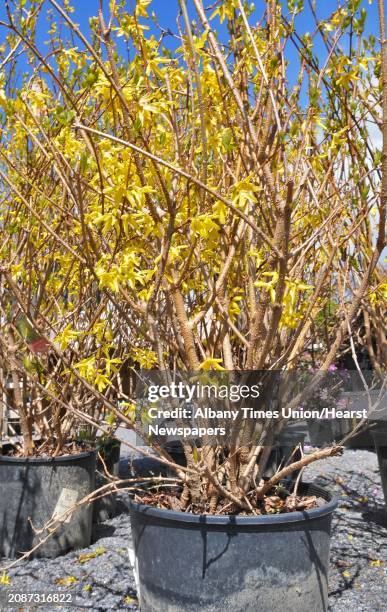 Forsythia bush at Faddegons in Colonie Thursday April 12, 2012.