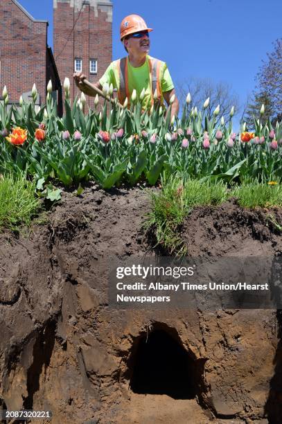 Traffic tech John Salazar above the tunnel through a flower bed dug for a new traffic light in front of AFD's station on New Scotland Rd. In Albany,...