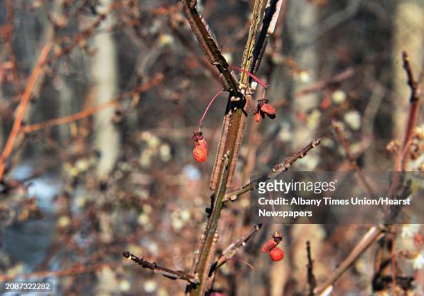 Burning bush fruits in the Skidmore Campus North Woods Thursday Dec. 12 in Saratoga Springs, NY.