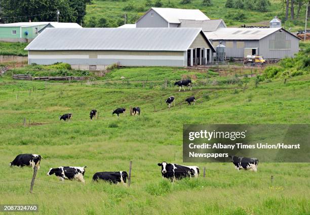Dairy cows graze at the O.A. Borden & Sons farm Thursday June 12 in Schaghticoke, NY.