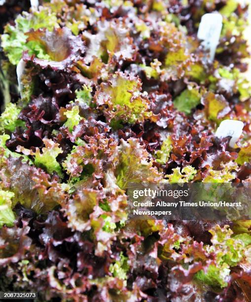 Lettuce growing at the gardens at his DZ Farm Friday June 13 in Galway, NY.