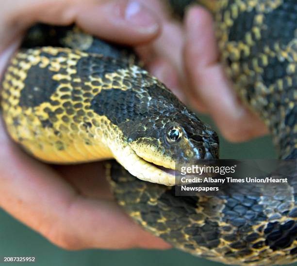Park educator Rebecca Mullins holds a badly injured adult female eastern hognose snake that she has been nursing back to health at the Moreau Lake...