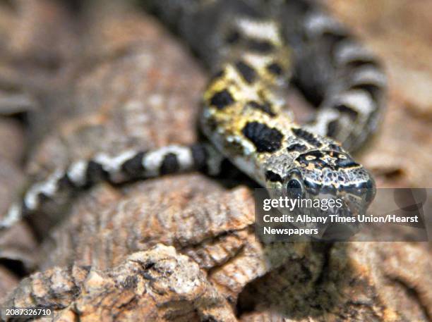 Healthy 1-year-old female eastern hognose snake at the Moreau Lake State Park nature center Friday August 1 in Gansevoort, NY.