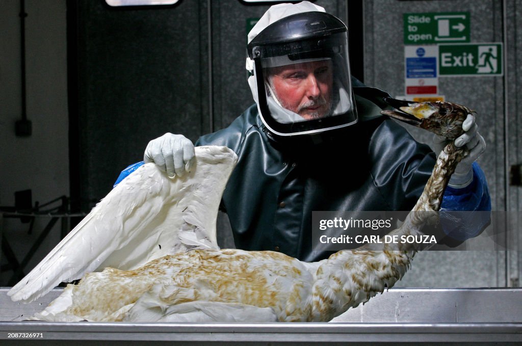 TOPSHOT-BRITAIN-HEALTH-BIRD FLU