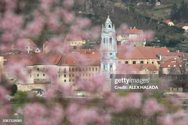 The church of Duernstein on the Danube is seen through the branches of blossoming Wachau Apricot trees on March 18, 2024 in Rossatz, Lower Austria,...