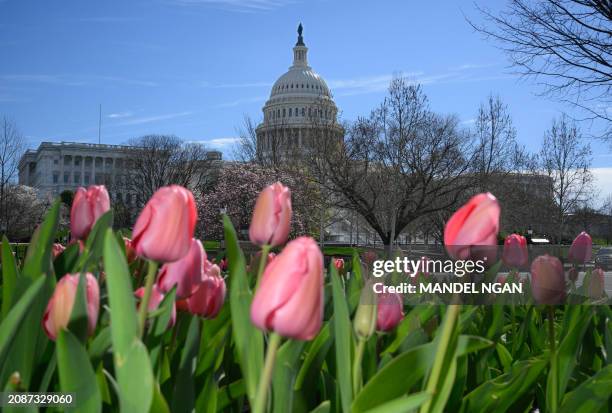 Spring flowers are seen at the US Capitol in Washington, DC, on March 18, 2024.