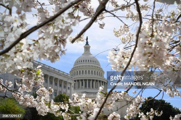 Cherry blossoms are seen in front of the US Capitol in Washington, DC, on March 18, 2024.