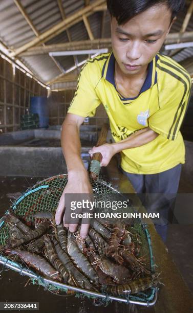 In this picture taken 26 July 2003, an umidentified Vietnamese boy shows off fresh shrimps to a customer at a seafood shop in Quang Xuong district,...