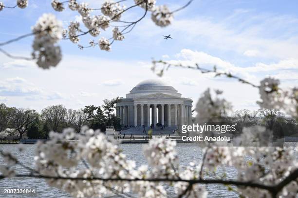 View of Jefferson Memorial as visitors enjoy the cherry blossoms trees in peak bloom at the Tidal Basin in Washington DC on Monday, March 18, 2024.
