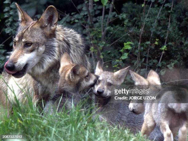 Male Grey Mexican Wolf feeds, 06 June 2002, at the Chapultepec Zoo in Mexico City along with three of his five cubs, born las 17th of April. AFP...