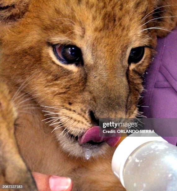 Guicho, a baby lion is fed in Guatemala City 18 Septemeber 2002. Guicho, un cachorro de León de 45 días de nacido termina de tomar un biberón con...