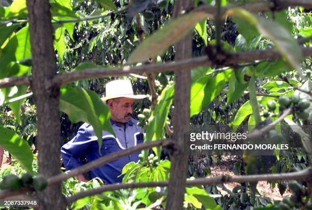 Guatemalan coffee producers demand aid to revive abandoned properties. A farmer observes his coffee plantation in the town of Mataquescuintla, 155 km...