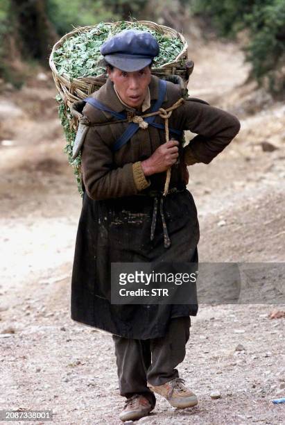 Chinese woman farmer carries her farm products along a path in her village in Lijiang, China's southwestern Yunnan province 16 July 2001. China's...
