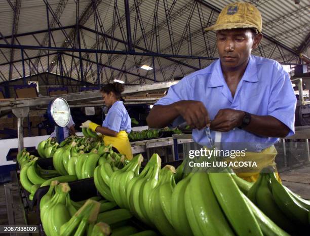 Worker at a multi-national banana company in Uraba, Colombia 14 December 2000 prepares the fruit for export. Un obrero de una multinacional bananera...