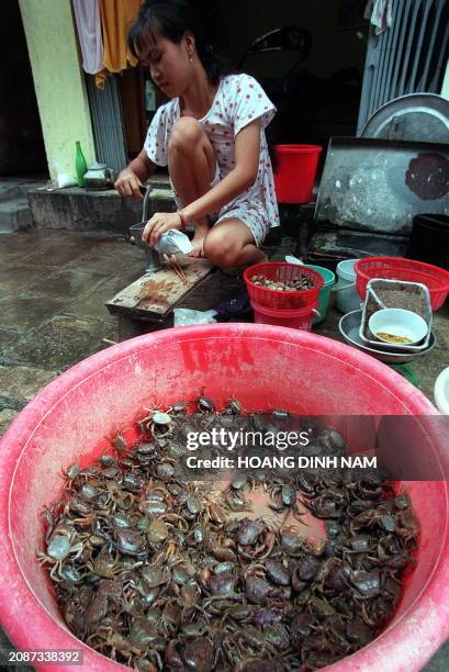 Girl sits mills crabs captured from rice fields to sell to customers on the pavement of a Hanoi street on 07 July 1999. With rice field crabs people...