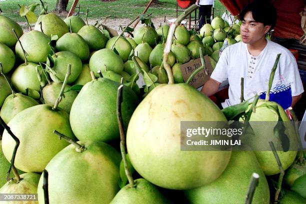 Vendor sits by heaps of pomelo fruit at a roadside stall in Kuala Lumpur, 24 January 2000, which he sells annually for the Chinese New Year...