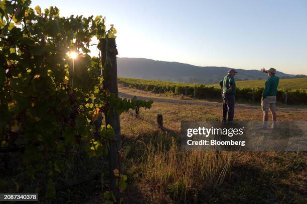 The Murrummong vineyard in the Yarra Valley, Victoria, Australia, on Monday, March 18, 2024. Australian vintners and lawmakers said China proposed...