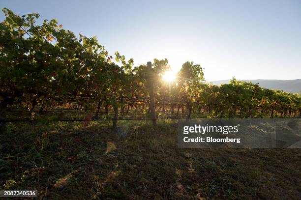 The sun rises over the Murrummong vineyard in the Yarra Valley, Victoria, Australia, on Monday, March 18, 2024. Australian vintners and lawmakers...