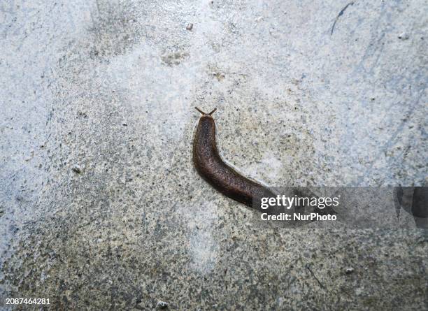 19 Shell Less Snail Stock Photos, High-Res Pictures, and Images - Getty ...