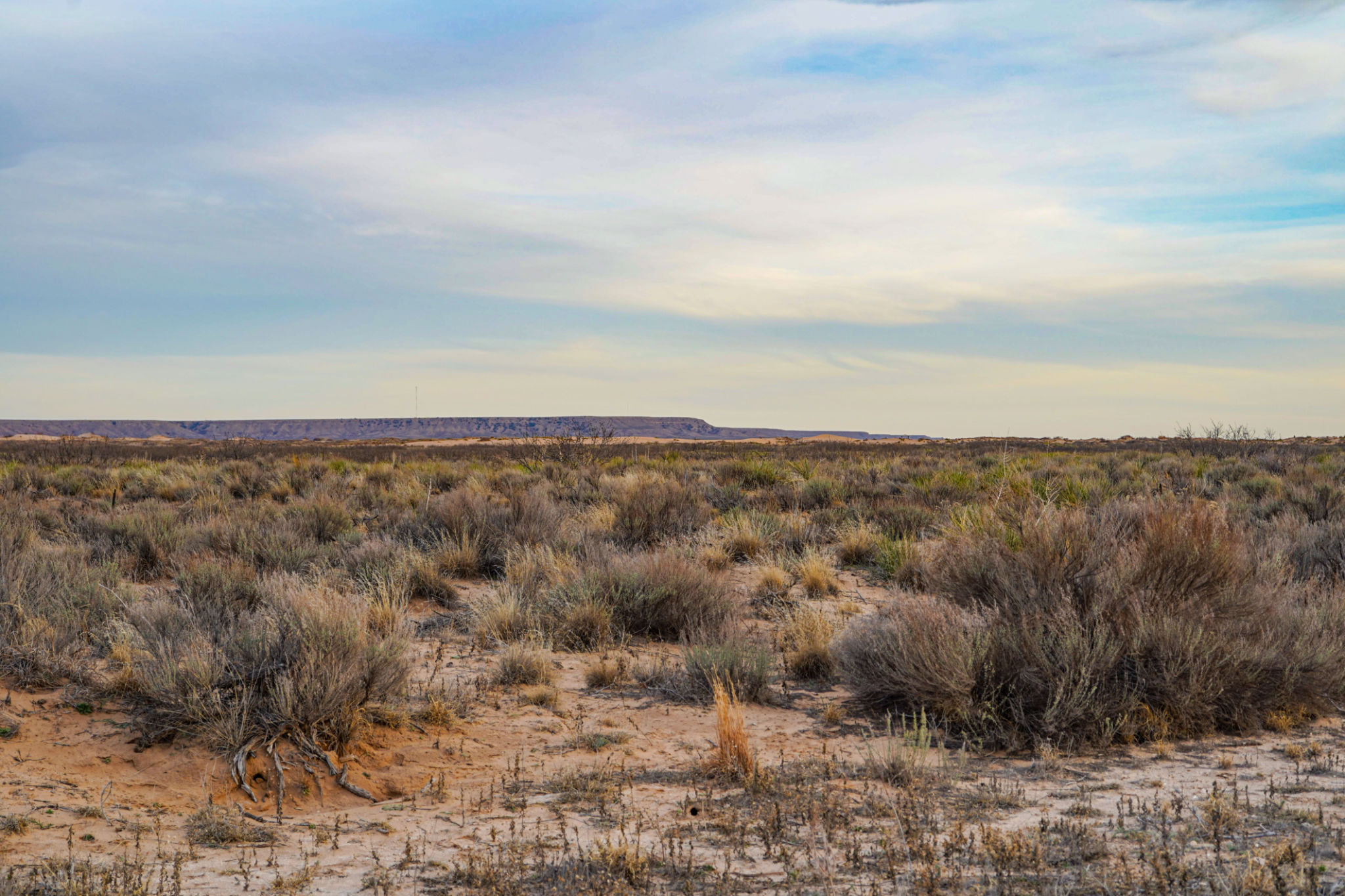desert landscape