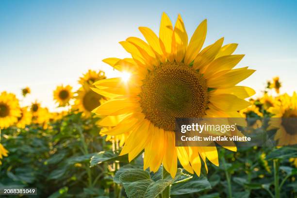sunflower field in the midwest in full bloom at sunset in france - tournesol photos et images de collection