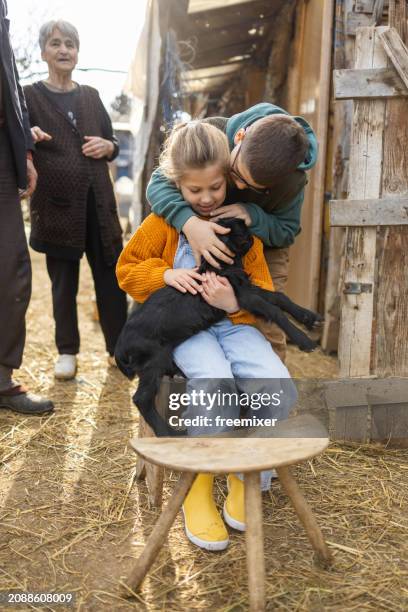 little sister and brother holding and petting baby goat on their grandparent's goat farm - family zoo stock pictures, royalty-free photos & images