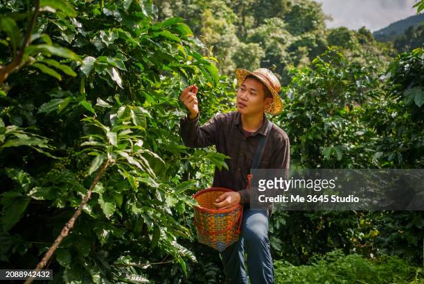 small business coffee farm - range of coffees stock pictures, royalty-free photos & images