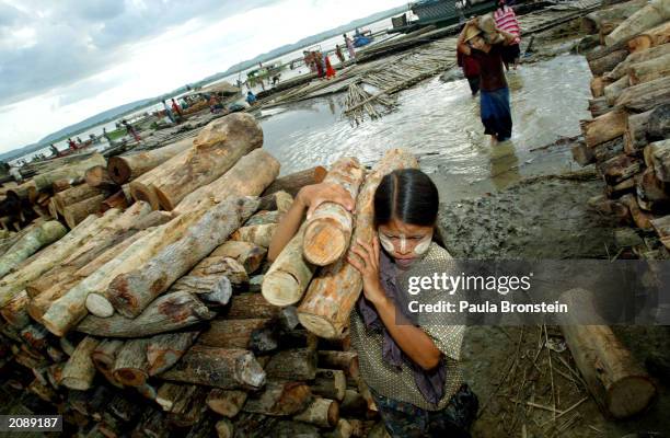 Female laborers carry teak logs cut for firewood in a logging camp on the Ayerarwady River June 14, 2003 in Mandalay, Myanmar. It takes four to five...