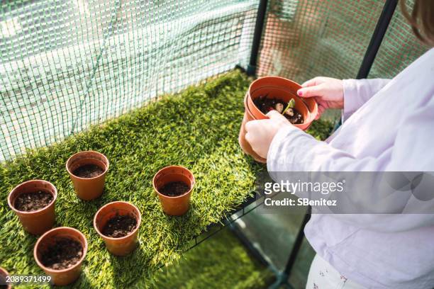 a young girl is planting seeds in small pots - hands red soil stock pictures, royalty-free photos & images