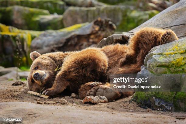 relaxed brown bear lying down - kodiak brown bear stock pictures, royalty-free photos & images