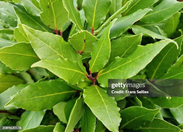full frame shot of green bay tree leaves (laurus nobilis) - alloro foto e immagini stock