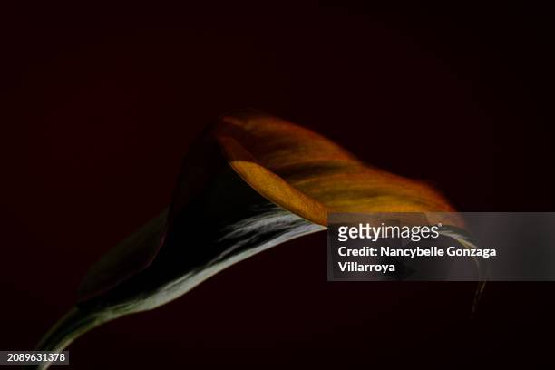 dark image of  a single calla flower - mississauga stock pictures, royalty-free photos & images