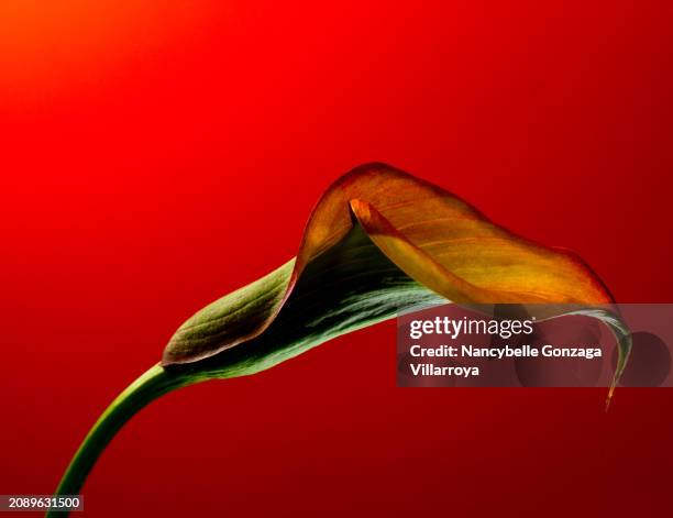 vibrant image of  a single calla flower - mississauga stock pictures, royalty-free photos & images