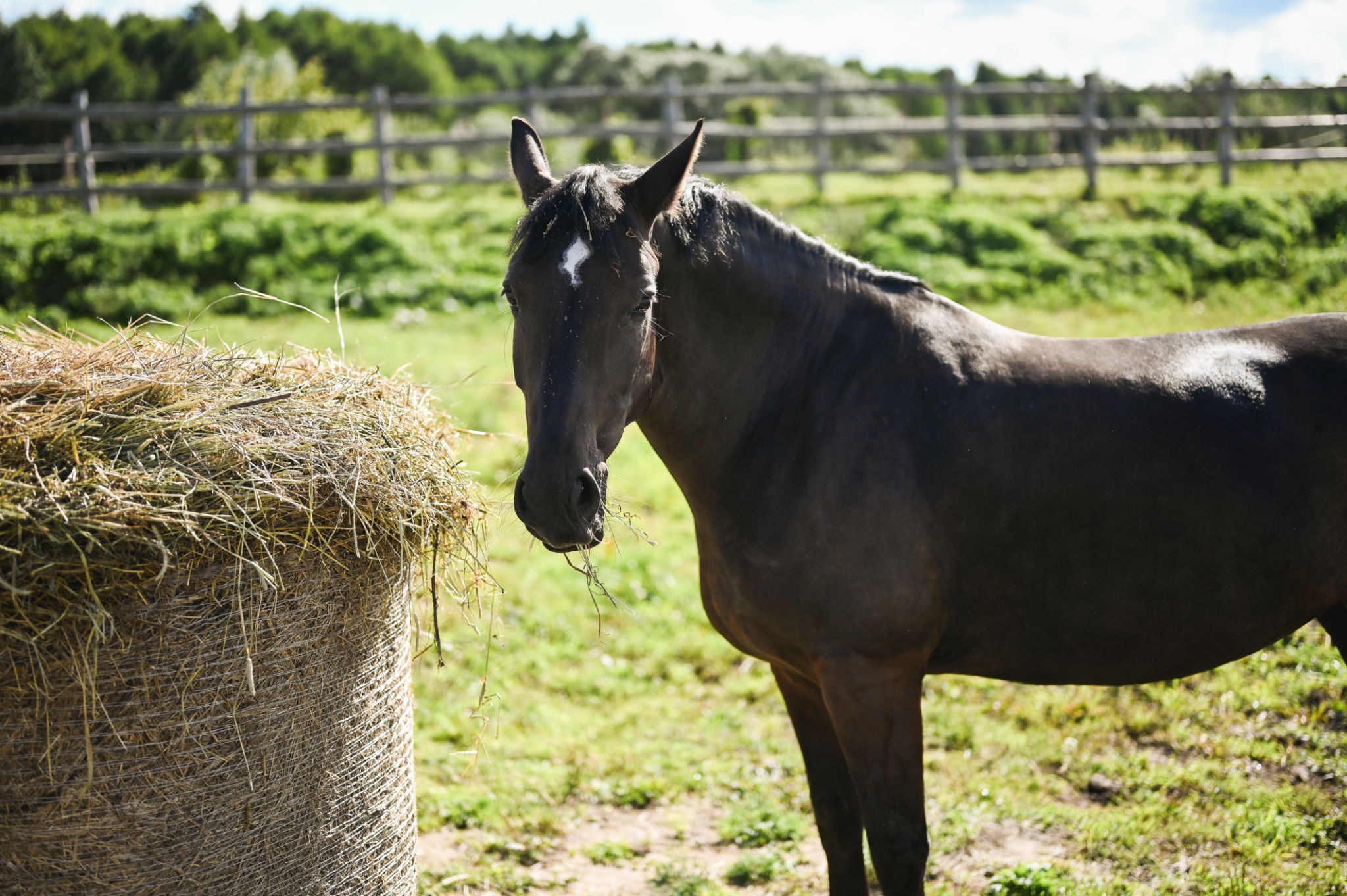 premium hay