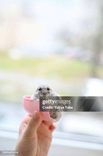 nahaufnahme porträt eines grauen hamsters. - niedlich stock-fotos und bilder