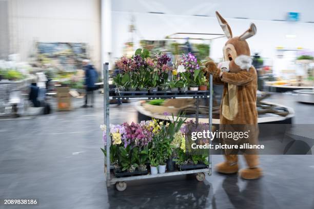 March 2024, Saxony, Dresden: A man in an Easter bunny costume pushes a trolley with various orchids on the sidelines of a press conference for the...