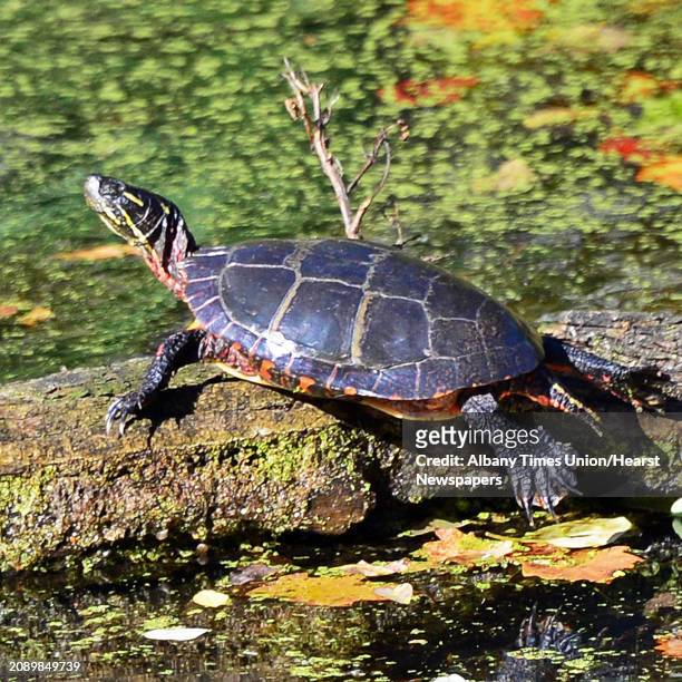 An Eastern painted turtle basks in the warm autumn sun in a remnant of the old Erie Canal at the Vischer Ferry Nature and Historic Preserve Friday...