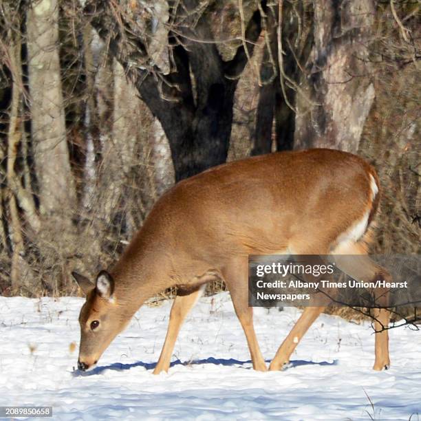 White-tailed deer grazes in the sunlight at Five Rivers Environmental Education Center Wednesday Jan. 10, 2018 in Delmar, NY.