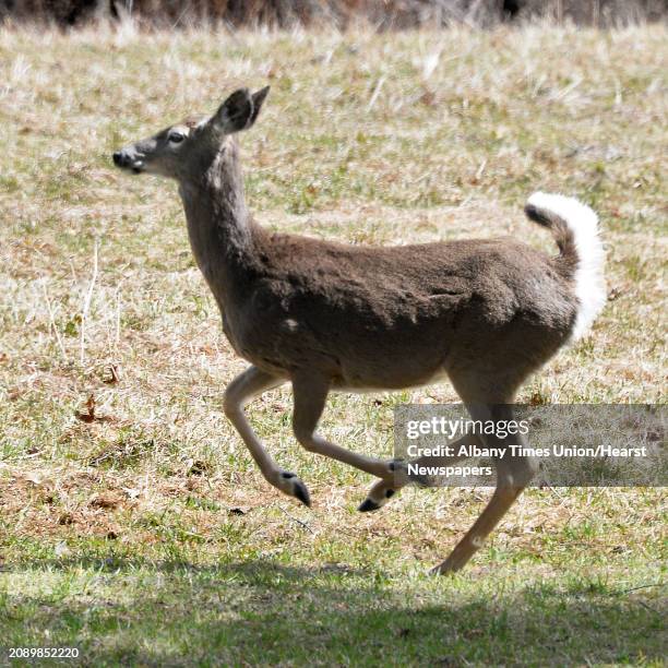 White-tailed deer dashes across a field along Old Niskayuna Road Friday April 20, 2018 in Colonie, NY.