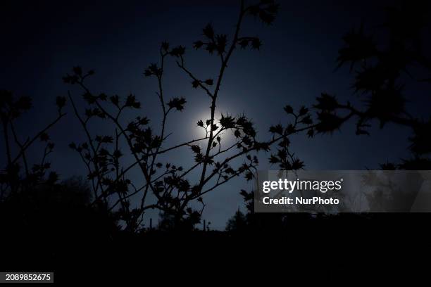 Vegetation is backlit at the Zumpango Lagoon in the State of Mexico, which has completely dried out. The accumulation of weeds and dried lilies,...