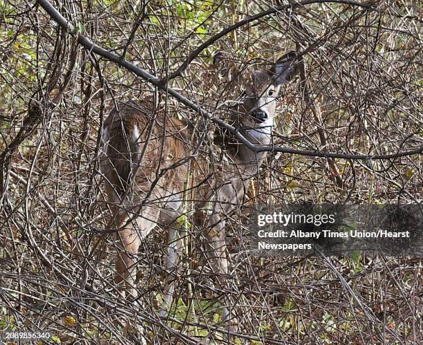 White-tailed deer in the brush along Route 787 Wednesday Nov. 7, 2018 in Menands, NY.