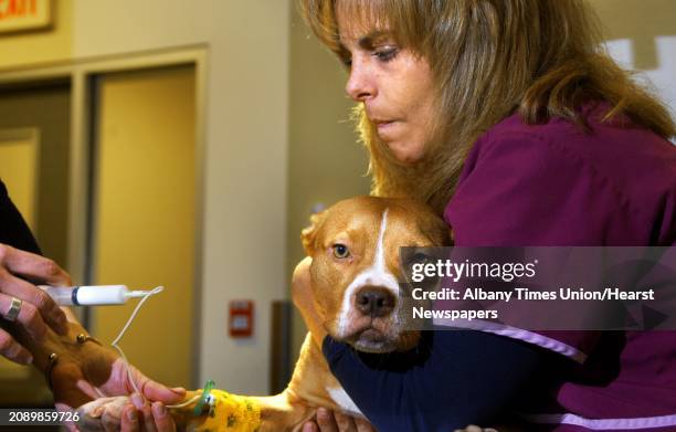 Times Union staff photo by John Carl D'Annibale: Veterinary technician Dina Yates holds "Naya", a one-year-old pit bull, as the animal is prepped for...