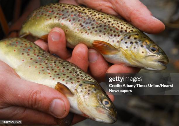 Couple of the brown trout caught by John Matarazzo of Burnt Hills taken from the Kayaderosseras Creek in Rock City Falls Tuesday April 1, 2008. Today...