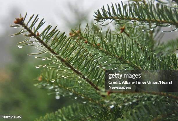 Photo by John Carl D'Annibale /Albany Times Union via Getty Images-- A Balsam fir branch at Elmm's Christmas Trees in Charlton Tuesday morning...