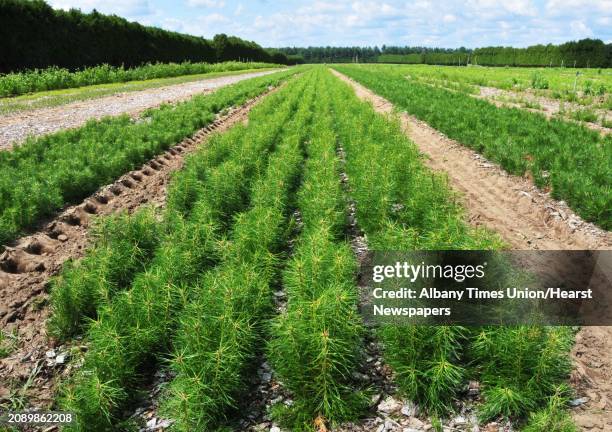 June Rows Tree 1,123 Pine Tree Seedlings Stock Photos, High-Res Pictures, and Images ...