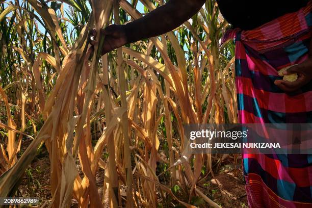 Ladias Konje, a communal farmer, walks through her wilting maize field, which suffered from moisture stress at tasseling during a long mid season dry...