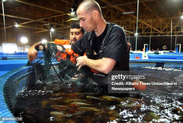 Employees Jesus Liva, left, and Yaron Garti wade through a tankful of royal dorade or "sea bream" netting samples to monitor their growth at Local...